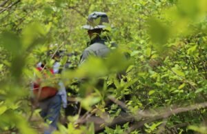 Em Antioquia houve apenas uma ação contra a coca em 2025 e foi em Amalfi: alerta para 23 mil hectares cultivados.