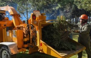 Onde levar sua árvore de Natal e amendoim para reciclagem no CDMX