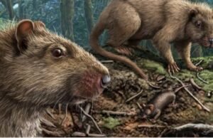 O isolamento das Ilhas Canárias reduziu o tamanho do cérebro dos ratos gigantes e eliminou parte dos seus sentidos.