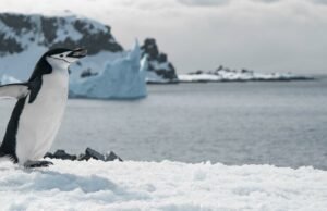 O cronograma de reprodução dos pinguins antárticos está avançando devido às mudanças climáticas