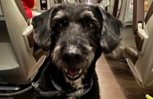 A Guarda Nacional encontra Boro, o cachorro das duas irmãs no acidente de Adamuz: “Ele fugiu, estava com medo e estava chovendo”