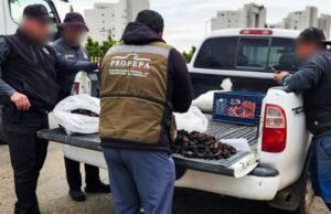 Profepa garante mais de 21 mil variedades de pepino na Baixa Califórnia