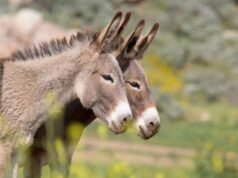 Eles são acusados de matar 15 burros no Rancho Carisuva, na Baixa Califórnia Sul.