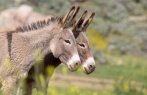 Eles são acusados de matar 15 burros no Rancho Carisuva, na Baixa Califórnia Sul.