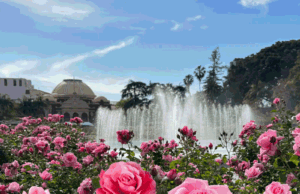 Os melhores jardins de rosas de Los Angeles para ver as flores desta temporada