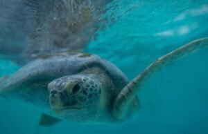 Aquário de Long Beach dobra capacidade para lidar com tartarugas marinhas, como ‘Porkchop’