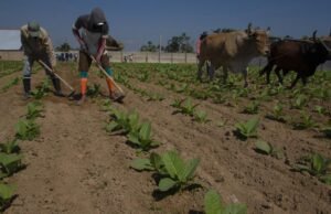 Participante: A resiliência do povo cubano é uma força, mas também uma armadilha