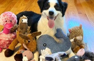 Alguns cães podem expandir seu vocabulário ouvindo seus donos