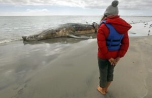 ‘Save the Whales’ funciona há décadas, mas agora alguns estão com fome