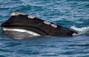 As baleias raras têm uma época encorajadora para parir. Cientistas alertam que pode ser extinto