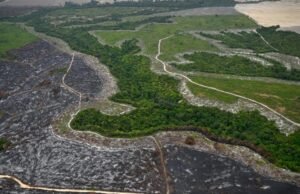 Principais comerciantes de soja desistem de acordo para proteger a floresta amazônica