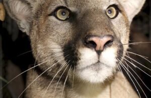 Veneno de rato põe em perigo leões da montanha em Los Angeles