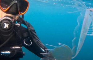 Mergulhadores da Califórnia registram encontro próximo com peixes de águas profundas