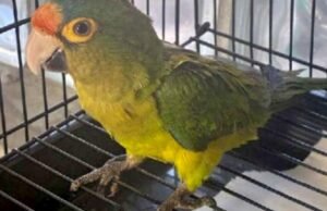 Inspetores de fronteira encontram um pássaro nas calças de alguém. Como ele explicou isso?
