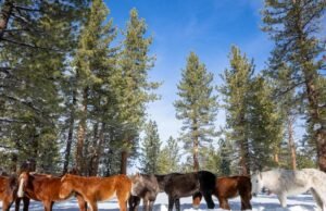 Resgatou 24 cavalos selvagens encalhados e famintos perto de Mammoth Lake; muitos morreram