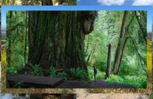 10 grandes aventuras nos parques estaduais da Califórnia