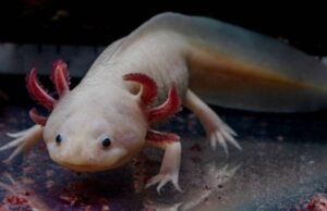 Dia Nacional do Axolotl: o anfíbio mexicano lutando contra a extinção