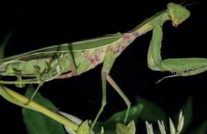 Duas espécies de plantas gigantes asiáticas chegaram à Espanha: reproduzem-se rapidamente e podem comer lagartos e sapos.