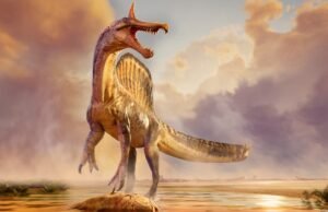 Eles encontraram uma nova espécie de Spinosaurus que desafiava a hipótese da água: tinha 13 metros de comprimento e ponta colorida.
