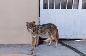 Coiote caminha pelas ruas de Yauhquemehcan, Tlaxcala, e é recebido pelos vizinhos: se espalhou nas redes sociais