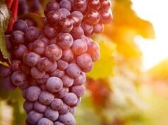 O Parlamento Europeu aprova novos subsídios ao vinho e o rótulo “sem álcool” para produtos com teor inferior a 0,05%