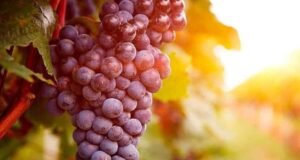 O Parlamento Europeu aprova novos subsídios ao vinho e o rótulo “sem álcool” para produtos com teor inferior a 0,05%