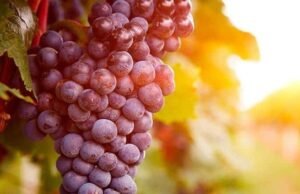 O Parlamento Europeu aprova novos subsídios ao vinho e o rótulo “sem álcool” para produtos com teor inferior a 0,05%