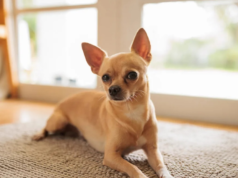 Veterinário explica por que cachorrinhos latem: “É a sobrevivência”