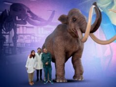 A descoberta acidental de fósseis na savana de Bogotá revela que a Colômbia é o corredor perdido de mastodontes e outros monstros: esta é a história