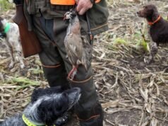 Governador Page critica proposta do Executivo para proibir a caça de crianças: “Temos o dever de mudar gerações”