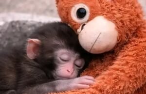 Punch, uma história popular sobre um macaco solitário e seu animal de estimação inseparável que emociona os mexicanos