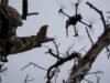 Quatro anos de guerra na Ucrânia: como os drones mudaram o campo de batalha