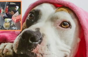 Roubo de cofrinho com presente para cachorro em Boyacá: o dinheiro foi recuperado