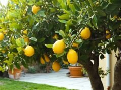 Por que o inverno é o melhor parceiro para plantar árvores frutíferas e garantir seu crescimento