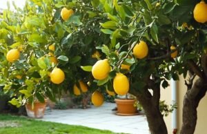 Por que o inverno é o melhor parceiro para plantar árvores frutíferas e garantir seu crescimento