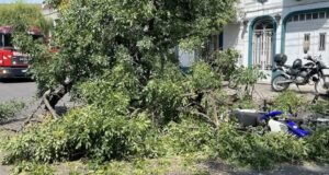 Uma série de ventos fortes causou danos e derrubou árvores em Rosário