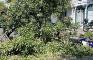 Uma série de ventos fortes causou danos e derrubou árvores em Rosário