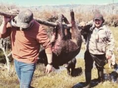 Chile tem permissão para caçar javalis o ano todo em La Araucanía