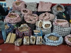 Três homens foram presos por roubar e enviar papoulas de ópio para Espanha e Estados Unidos