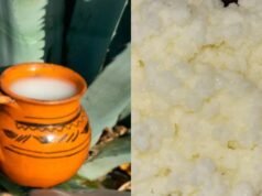 O que dá mais probióticos, pulque ou leite búlgaro?