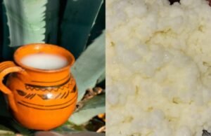 O que dá mais probióticos, pulque ou leite búlgaro?