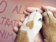 O Congresso CDMX oferece até 12 anos de prisão por matar cachorro ou gato e multa de até 281 mil pesos