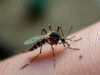 Um estudo mostra por que os mosquitos se alimentam de sangue humano e o que isso significa para os humanos