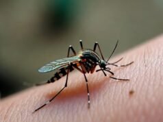 Um estudo mostra por que os mosquitos se alimentam de sangue humano e o que isso significa para os humanos