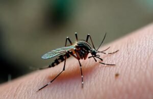 Um estudo mostra por que os mosquitos se alimentam de sangue humano e o que isso significa para os humanos