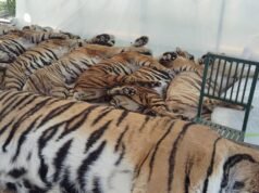 Autoridades tailandesas dizem que 72 tigres em um parque turístico morreram de doenças caninas, aliviando os temores de gripe aviária.