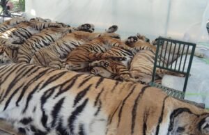 Autoridades tailandesas dizem que 72 tigres em um parque turístico morreram de doenças caninas, aliviando os temores de gripe aviária.