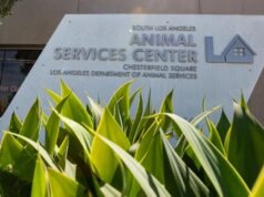 O cachorro ficou em quarentena por 3 semanas devido a uma doença que afeta o abrigo em Los Angeles