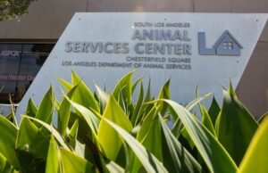 O cachorro ficou em quarentena por 3 semanas devido a uma doença que afeta o abrigo em Los Angeles