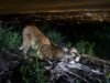 SoCal, leões da montanha central agora estão listados como ameaçados de extinção